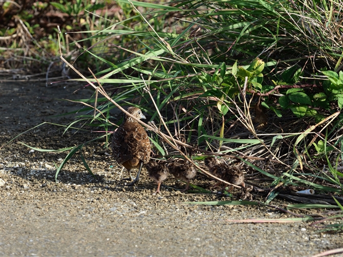 ~tEY,Barred Buttonquail